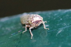 Acericerus vittifrons