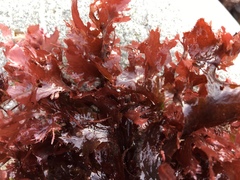 Phycodrys