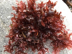Phycodrys
