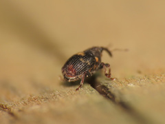 Ranunculiphilus italicus