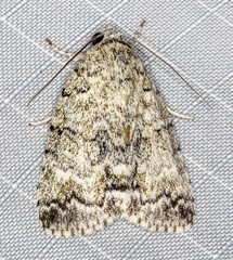 Blenina lichenopa