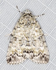 Blenina lichenopa