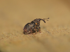 Ranunculiphilus italicus