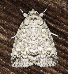 Blenina lichenopa