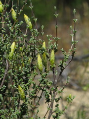 Pteronia cinerea