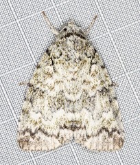Blenina lichenopa
