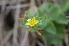Hypericum elodes