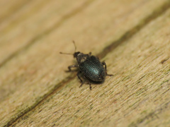 Ceutorhynchus erysimi