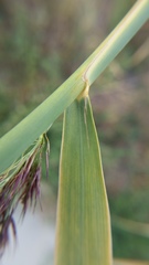 Phragmites australis