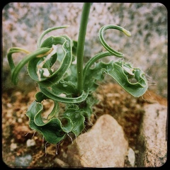 Dipcadi ciliare