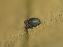 Ceutorhynchus erysimi