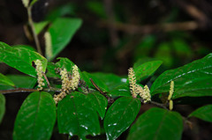 Antidesma forbesii