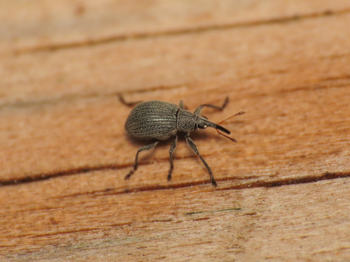 Eutrichapion ervi