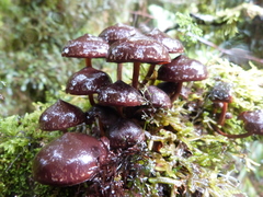 Kuehneromyces brunneoalbescens