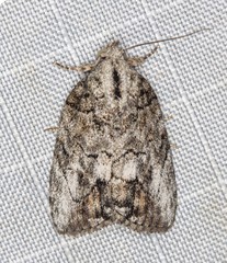 Etanna clopaea