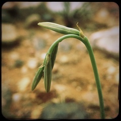Dipcadi ciliare