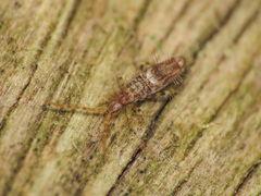Entomobrya dorsalis