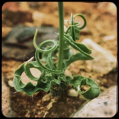 Dipcadi ciliare