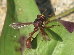 Physocephala burgessi