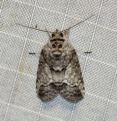 Nycteola polycyma