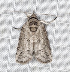 Nycteola polycyma