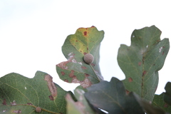 Cynips multipunctata