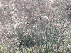 Chrysomus icterocephalus bogotensis