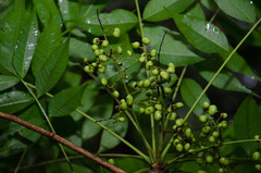 Toxicodendron succedaneum