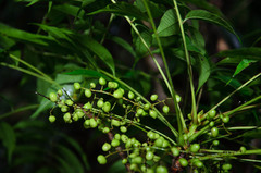 Toxicodendron succedaneum