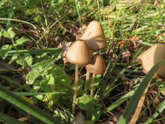 Conocybe rickenii