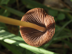 Conocybe rickenii