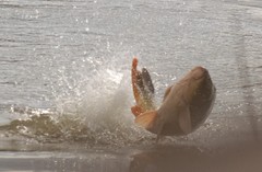 Cyprinus carpio carpio