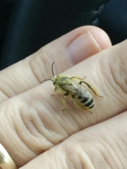 Dasypoda