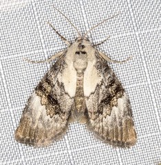 Acatapaustus leucospila