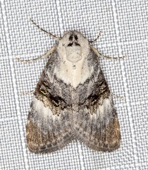 Acatapaustus leucospila