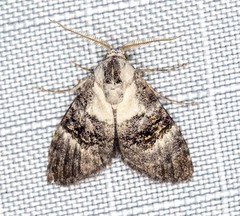 Acatapaustus leucospila