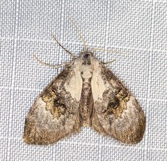 Acatapaustus leucospila