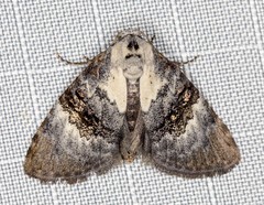 Acatapaustus leucospila