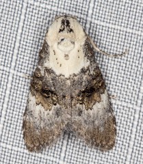 Acatapaustus leucospila