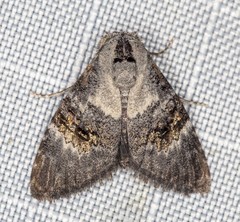 Acatapaustus leucospila