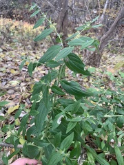 Lithospermum officinale