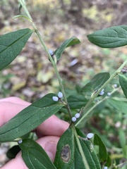 Lithospermum officinale