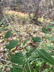 Lithospermum officinale