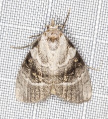 Acatapaustus metallopa