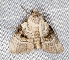 Acatapaustus metallopa