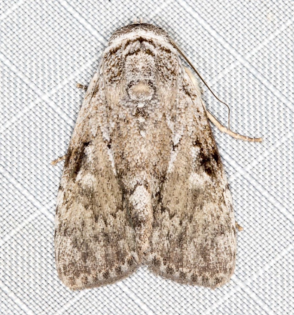 Barasa cymatistis