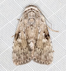 Barasa cymatistis