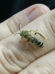 Dasypoda