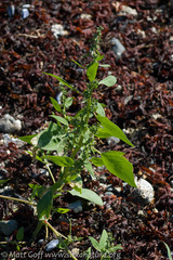 Atriplex gmelinii