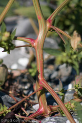 Atriplex gmelinii